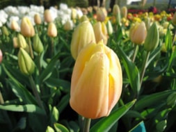 Keukenhof (6)